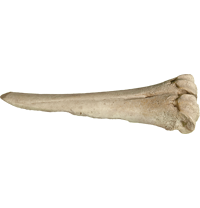 Poinçon Tournié 2 poinconstournie-2